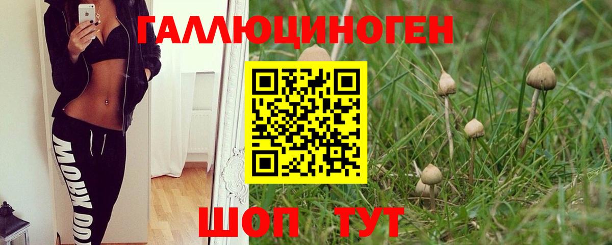 Псилоцибиновые грибы Psilocybine cubensis Выборг